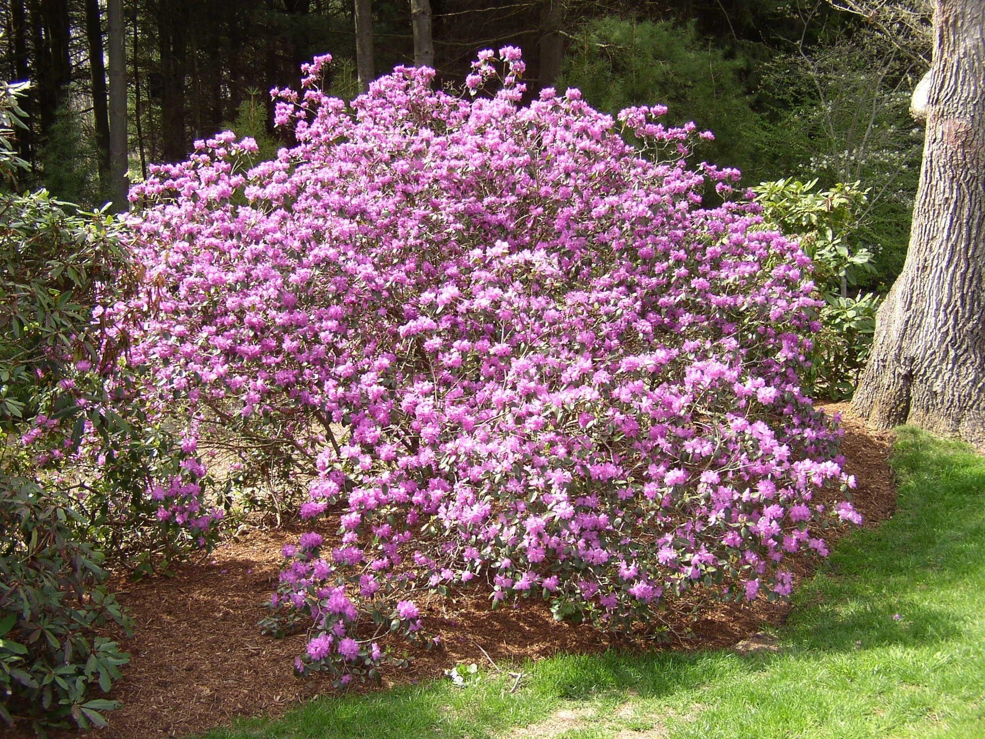 Rhododendron Pjm - View 18 from www redcrocus com