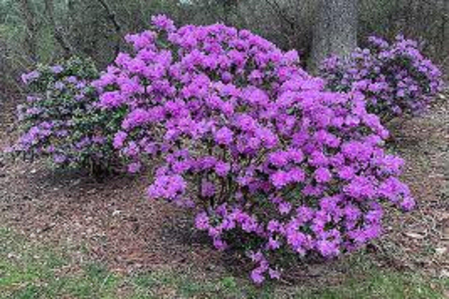 Rhododendron Pjm - View 1 from www redcrocus com