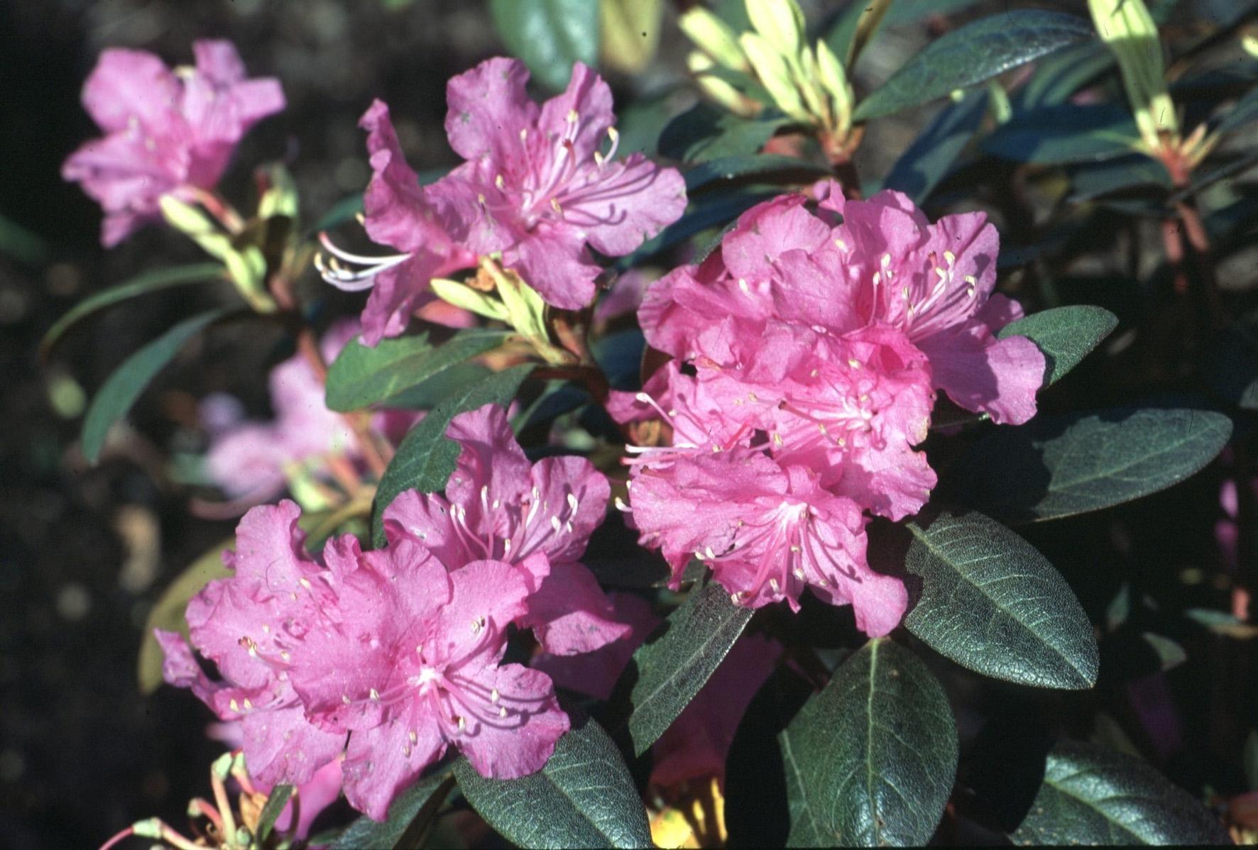 Rhododendron Pjm - View 20 from www redcrocus com
