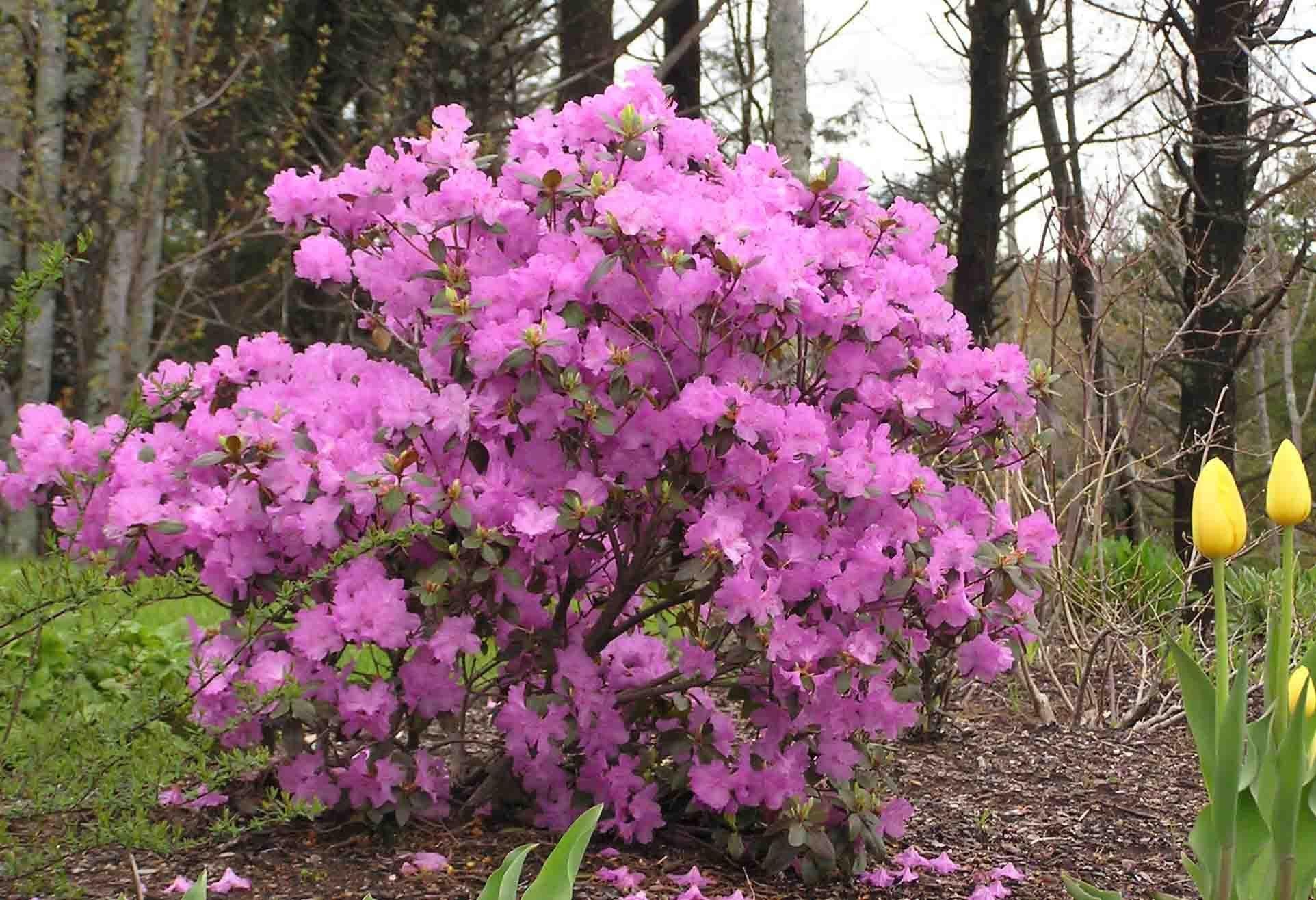 Rhododendron Pjm - View 3 from www redcrocus com