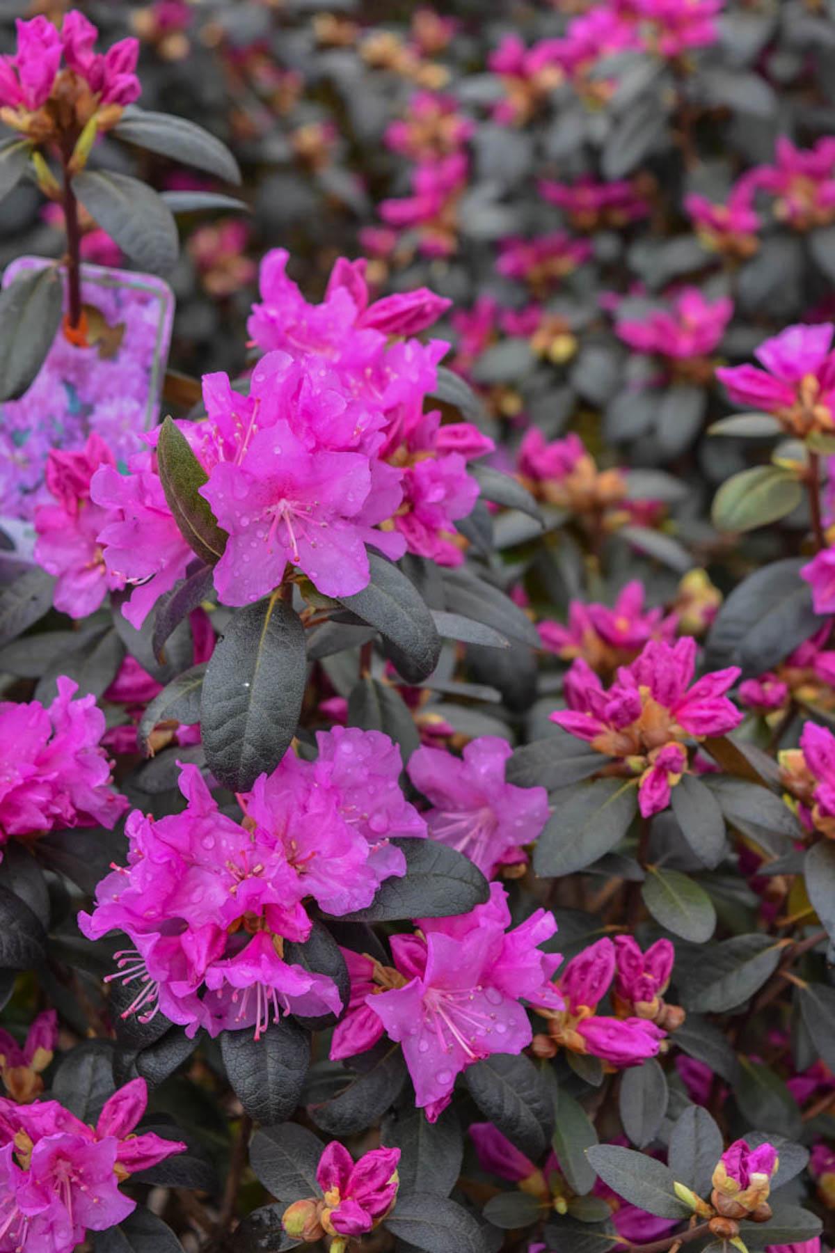 Rhododendron Pjm - View 6 from www redcrocus com