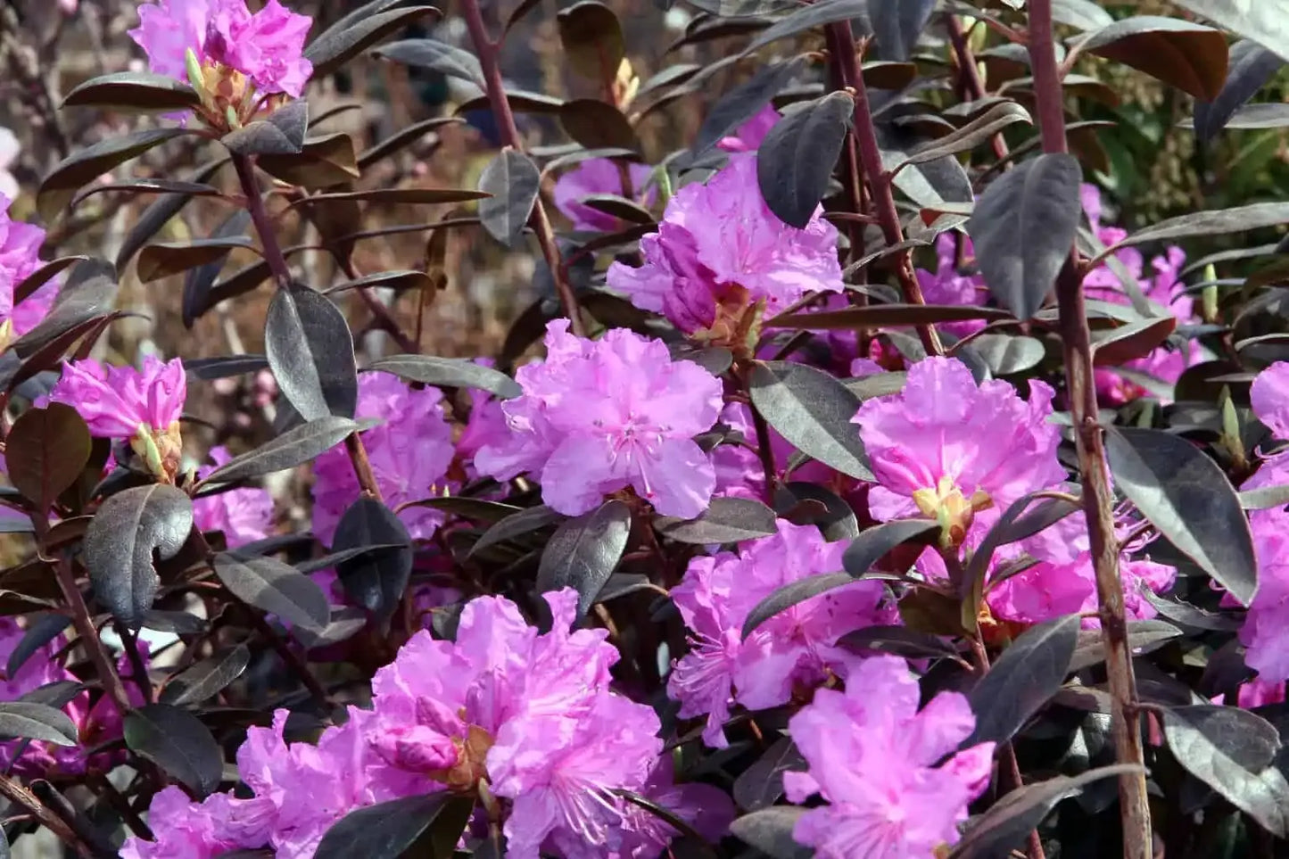 Rhododendron Pjm - View 8 from www redcrocus com