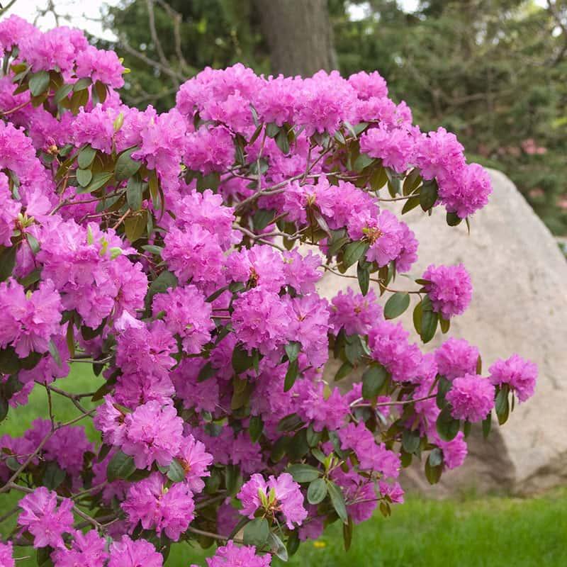 Rhododendron Pjm - View 8 from www redcrocus com