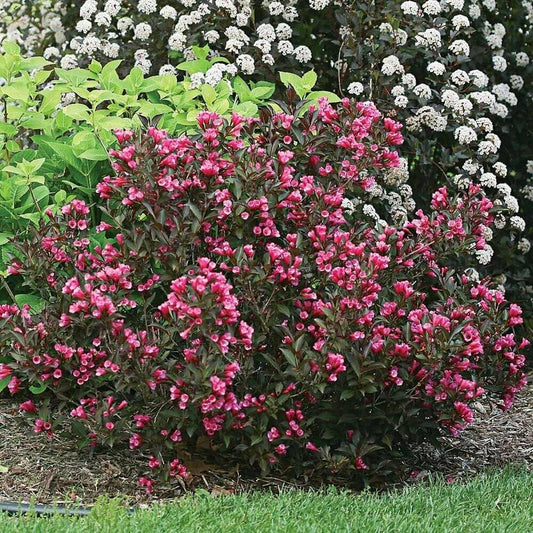 Weigela Florida Wine And Roses - View 1 from www redcrocus com