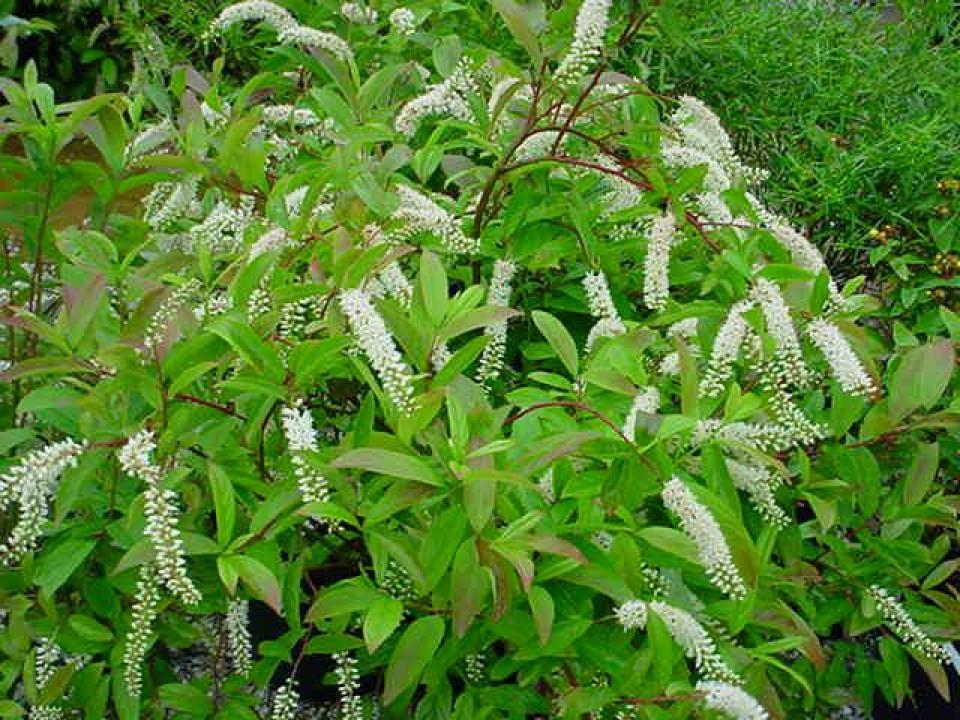 Itea Virginica Henry S Garnet - View 13 from www redcrocus com