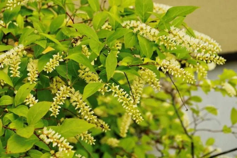 Itea Virginica Henry S Garnet - View 16 from www redcrocus com