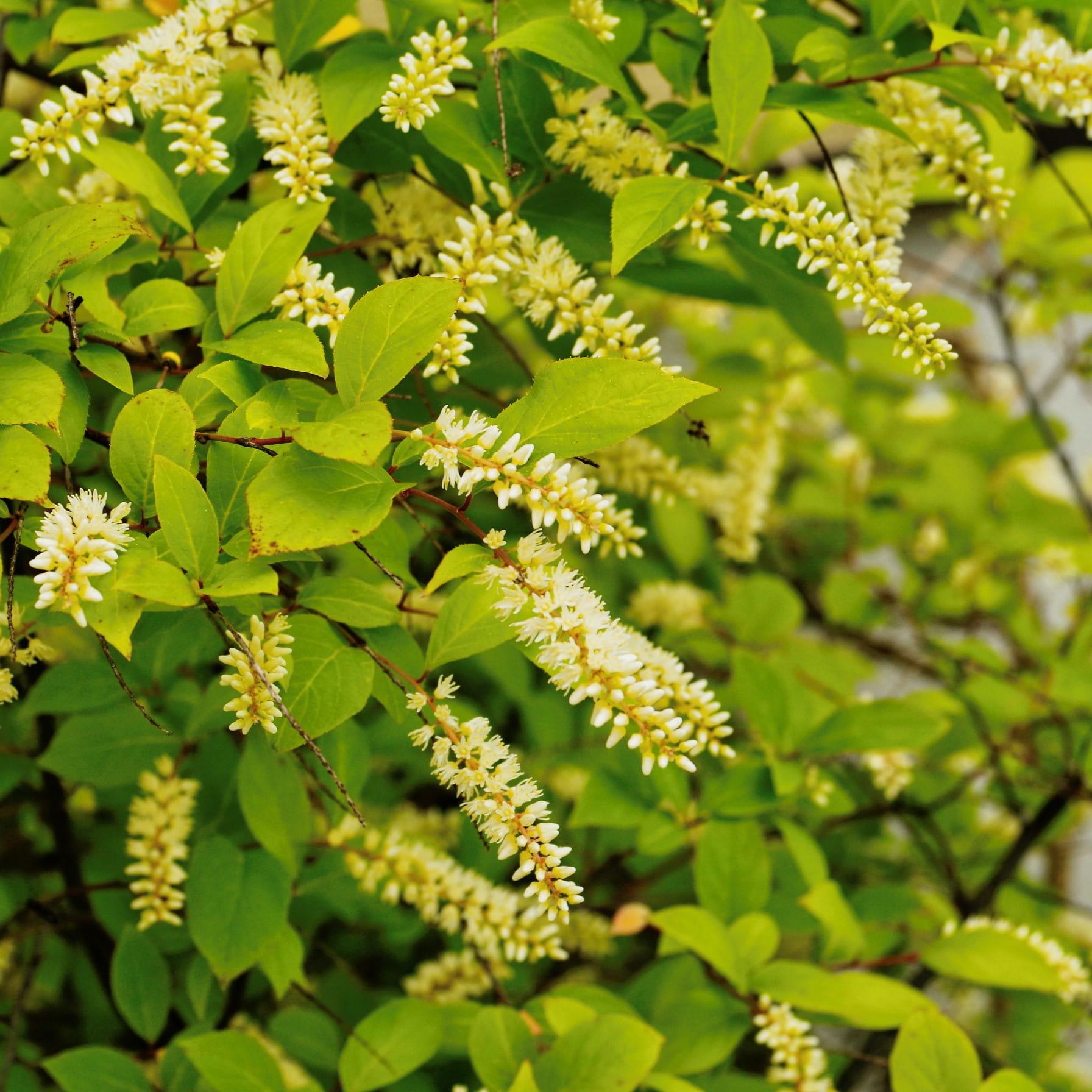 Itea Virginica Henry S Garnet - View 18 from www redcrocus com
