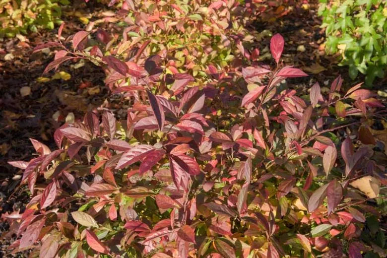 Itea Virginica Henry S Garnet - View 4 from www redcrocus com