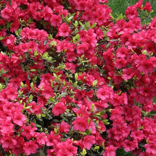 Azalea Girard S Crimson - View 10 from www redcrocus com