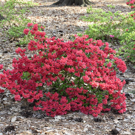 Azalea Girard S Crimson - View 1 from www redcrocus com
