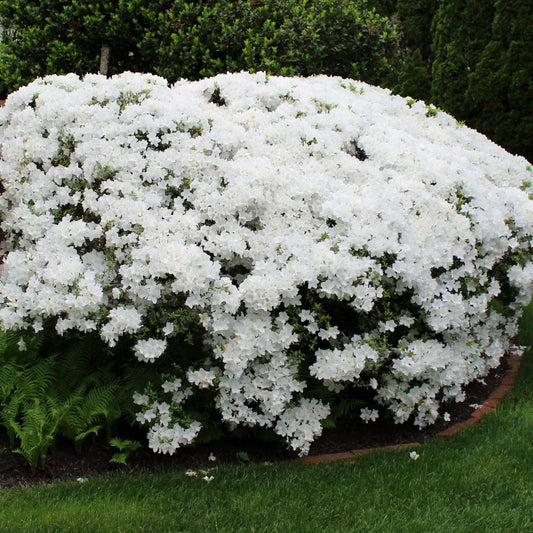 Azalea Delaware Valley White - View 1 from www redcrocus com