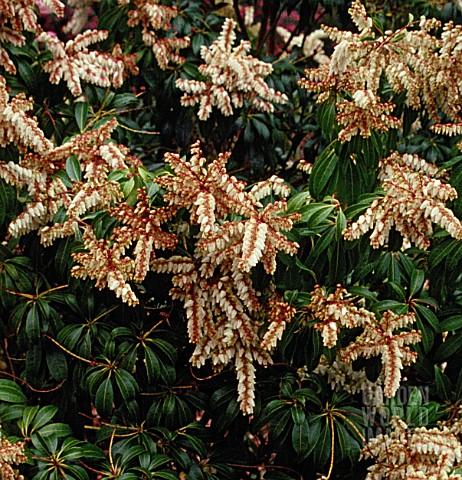 Pieris Japonica Scarlet O Hara - View 10 from www redcrocus com