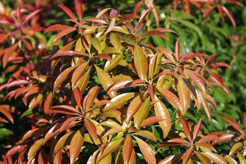 Pieris Japonica Scarlet O Hara - View 18 from www redcrocus com