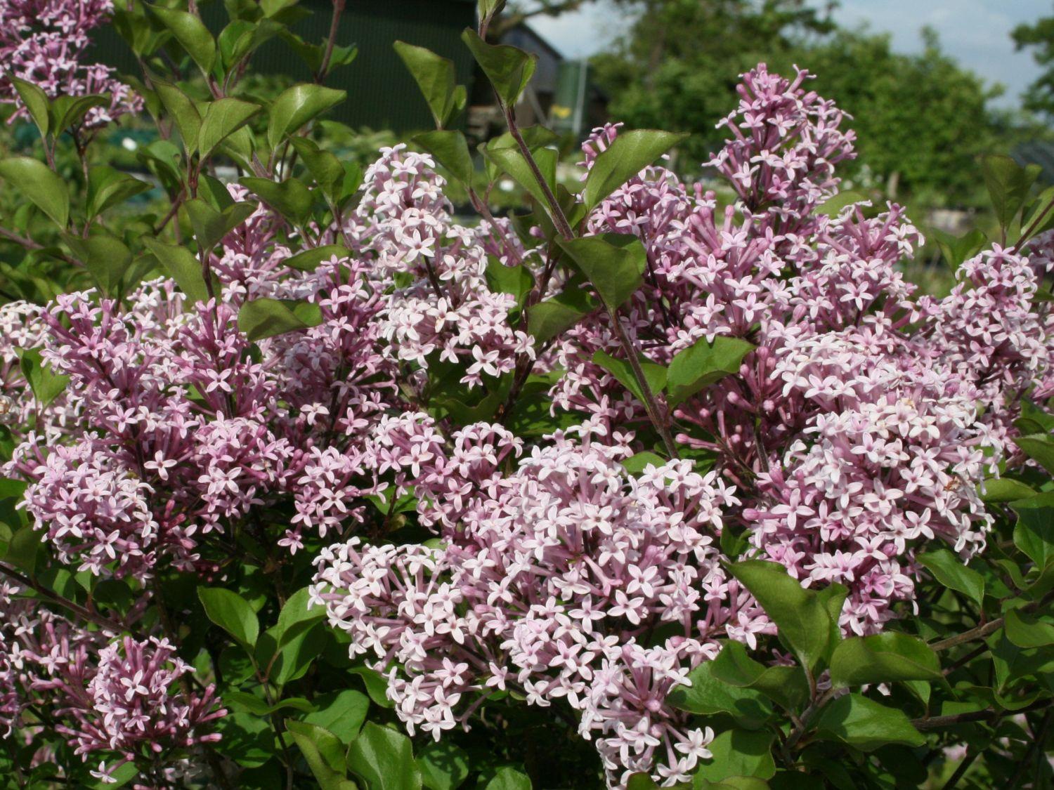 Syringa Meyeri Palibin - View 19 from www redcrocus com