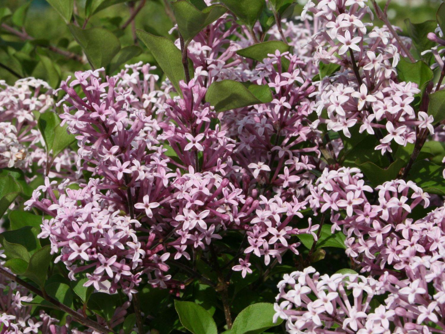 Syringa Meyeri Palibin - View 7 from www redcrocus com