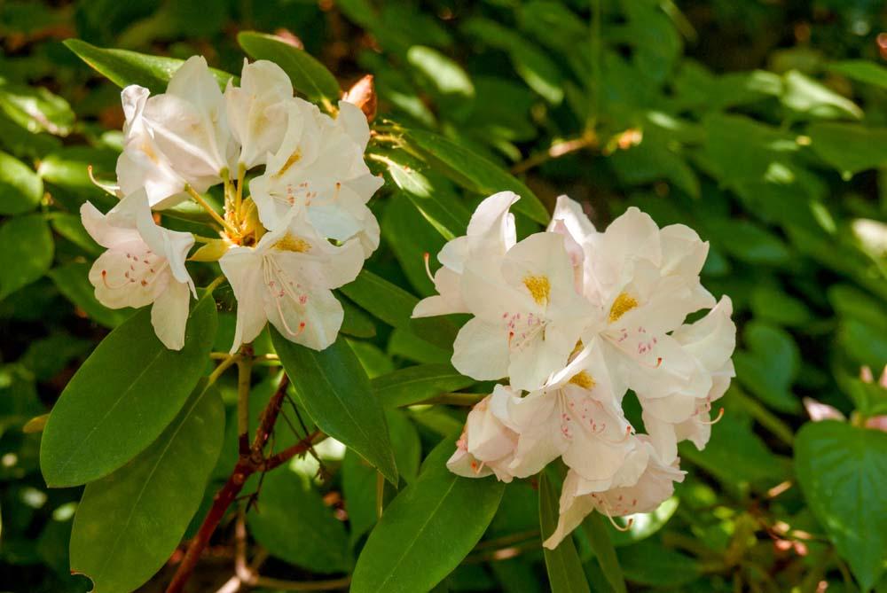 Rhododendron Album - View 15 from www redcrocus com