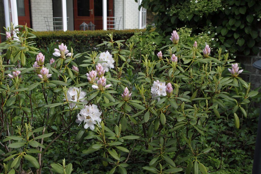 Rhododendron Album - View 2 from www redcrocus com