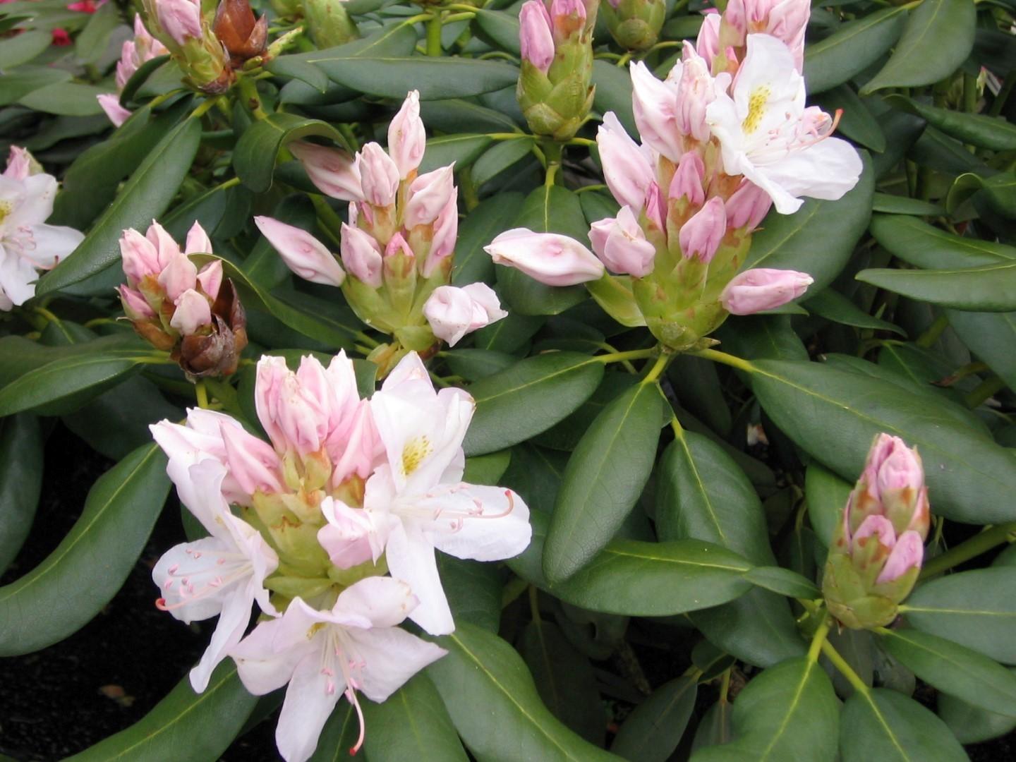 Rhododendron Album - View 3 from www redcrocus com