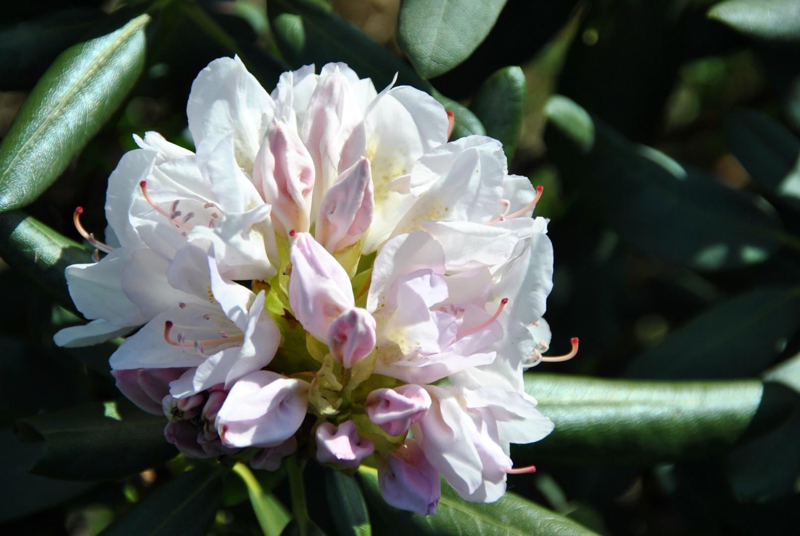 Rhododendron Album - View 5 from www redcrocus com