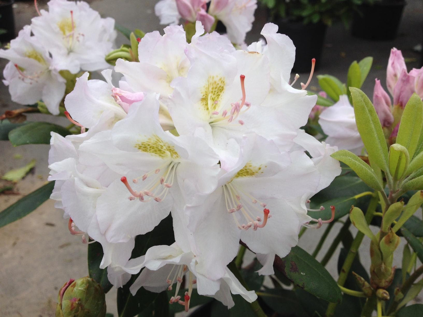 Rhododendron Album - View 8 from www redcrocus com