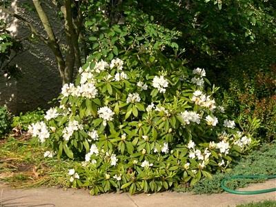 Rhododendron 'chionoides' - View 10 from www redcrocus com