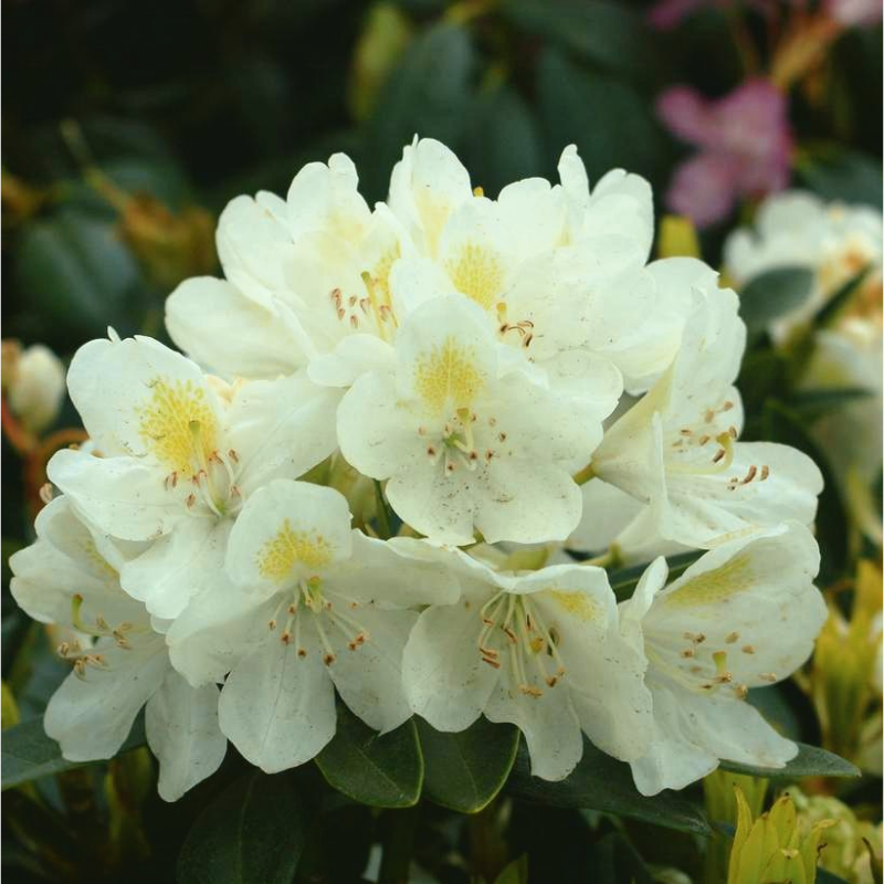 Rhododendron 'chionoides' - View 11 from www redcrocus com