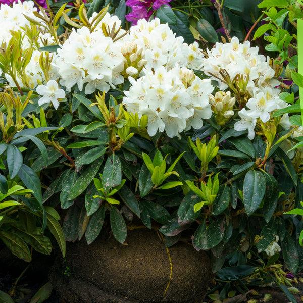 Rhododendron 'chionoides' - View 13 from www redcrocus com
