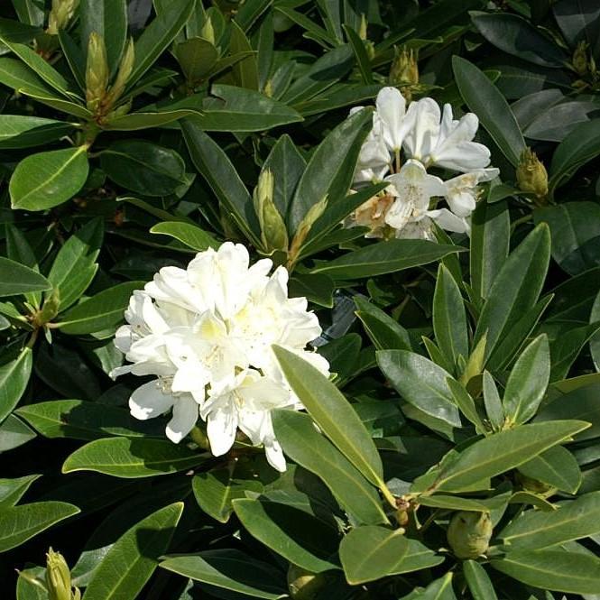 Rhododendron 'chionoides' - View 16 from www redcrocus com