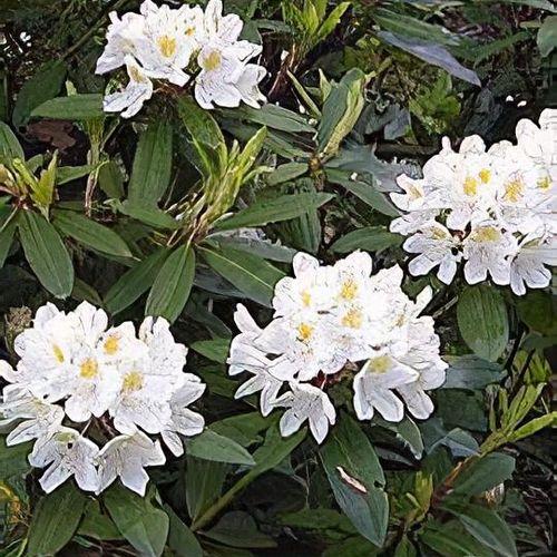 Rhododendron 'chionoides' - View 18 from www redcrocus com