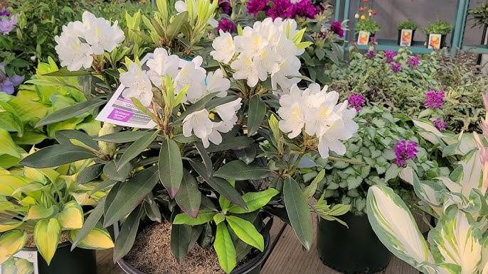 Rhododendron 'chionoides' - View 19 from www redcrocus com