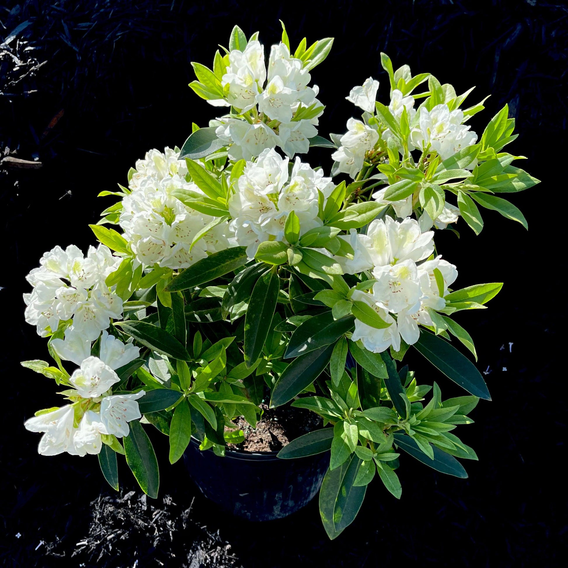 Rhododendron 'chionoides' - View 1 from www redcrocus com