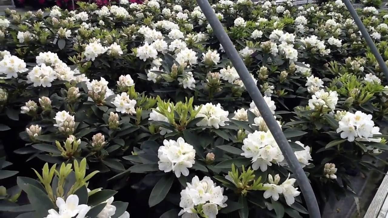 Rhododendron 'chionoides' - View 21 from www redcrocus com
