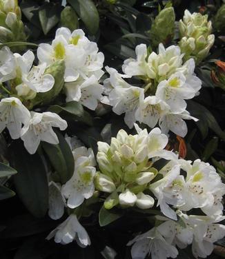 Rhododendron 'chionoides' - View 22 from www redcrocus com