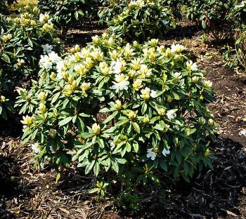 Rhododendron 'chionoides' - View 23 from www redcrocus com