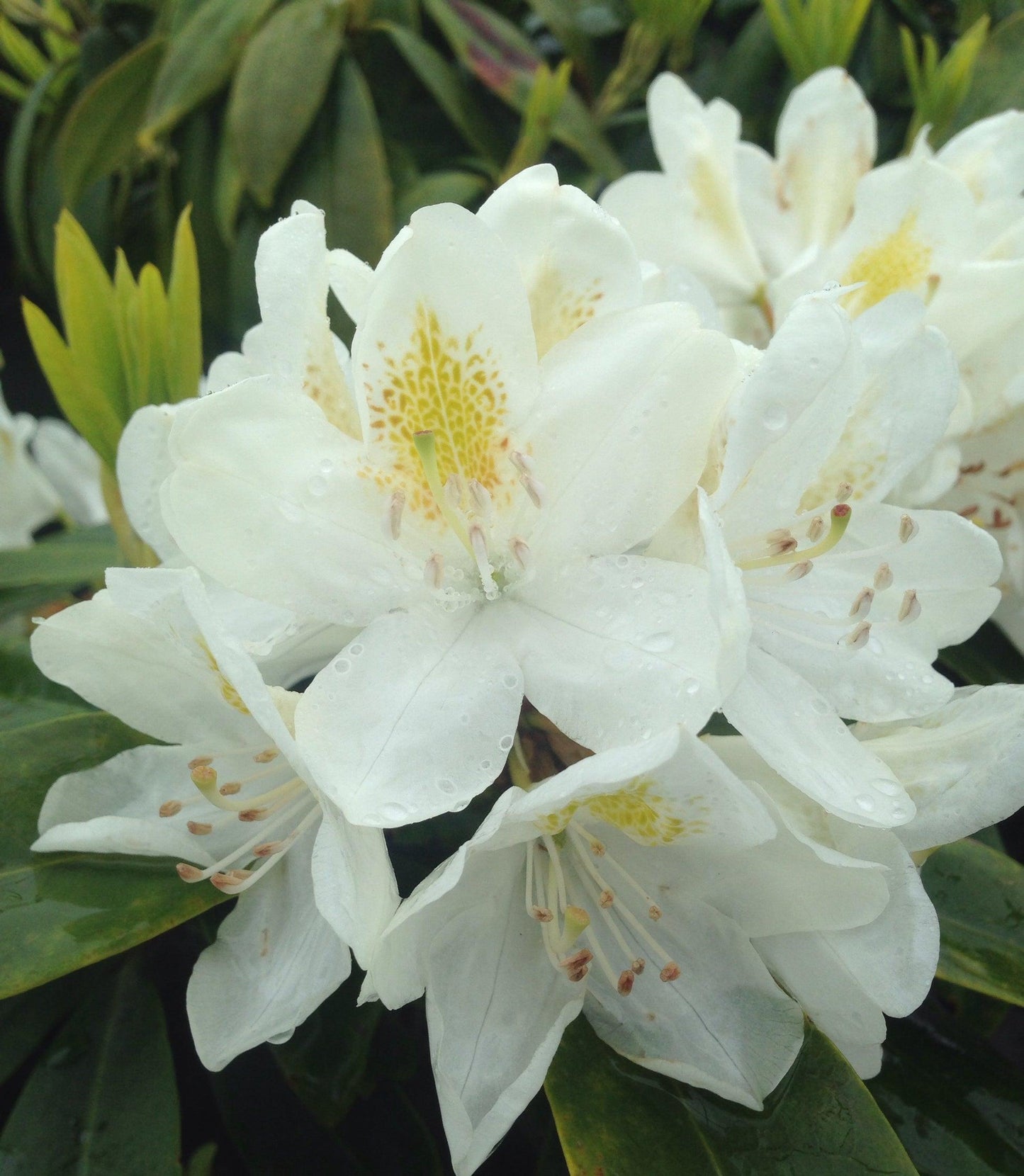 Rhododendron 'chionoides' - View 24 from www redcrocus com