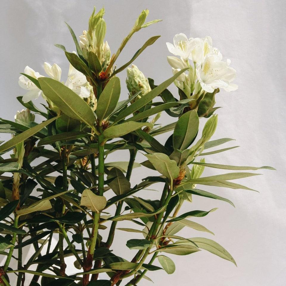 Rhododendron 'chionoides' - View 26 from www redcrocus com