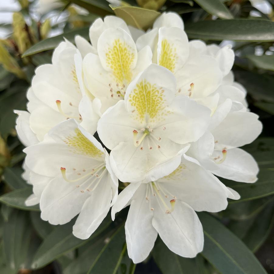 Rhododendron 'chionoides' - View 27 from www redcrocus com