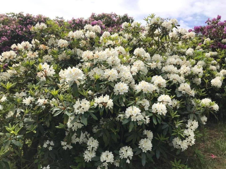 Rhododendron 'chionoides' - View 28 from www redcrocus com