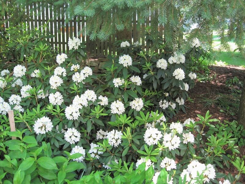 Rhododendron 'chionoides' - View 29 from www redcrocus com