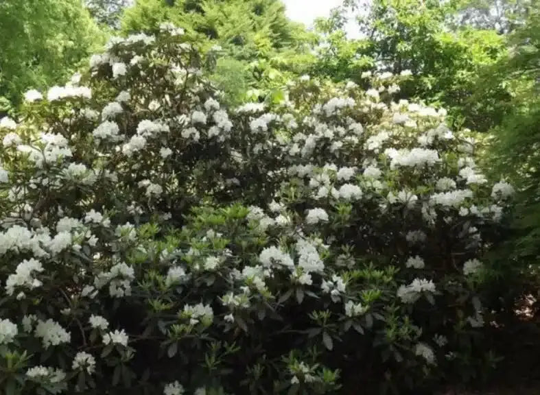 Rhododendron 'chionoides' - View 2 from www redcrocus com