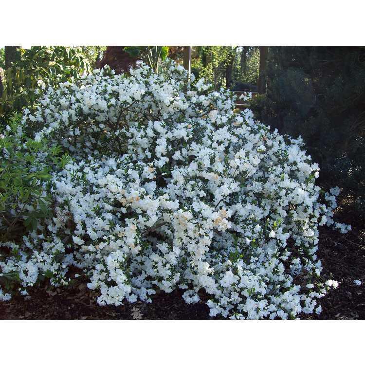 Rhododendron 'chionoides' - View 30 from www redcrocus com