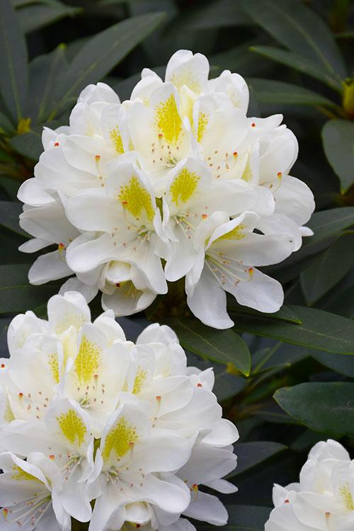 Rhododendron 'chionoides' - View 3 from www redcrocus com