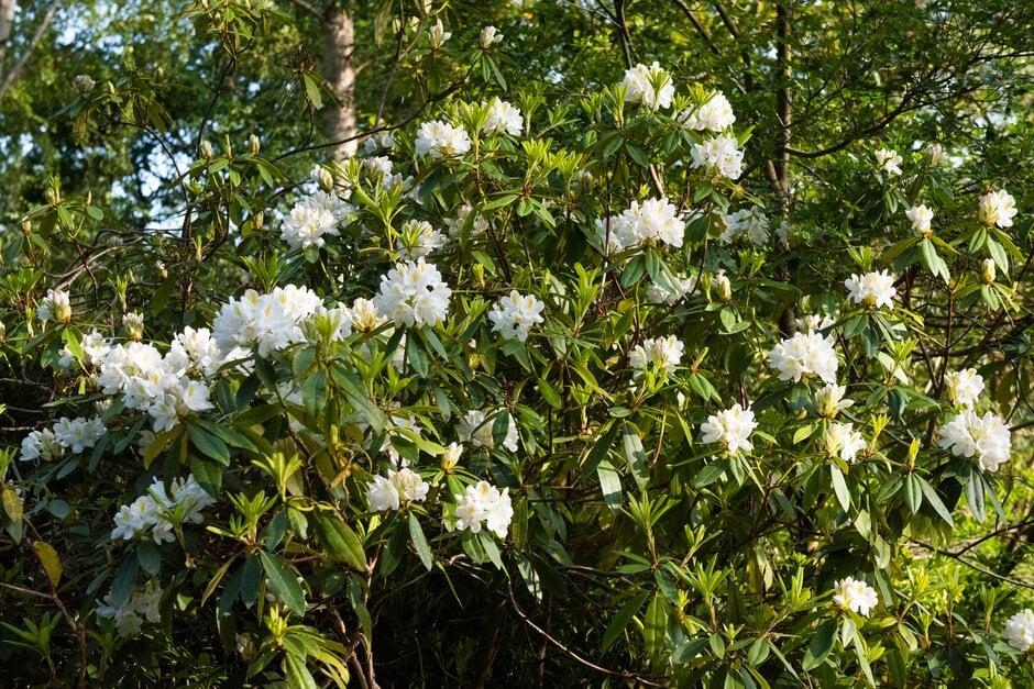 Rhododendron 'chionoides' - View 6 from www redcrocus com