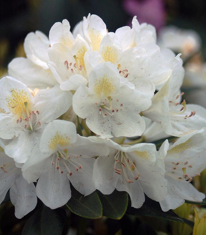 Rhododendron 'chionoides' - View 7 from www redcrocus com
