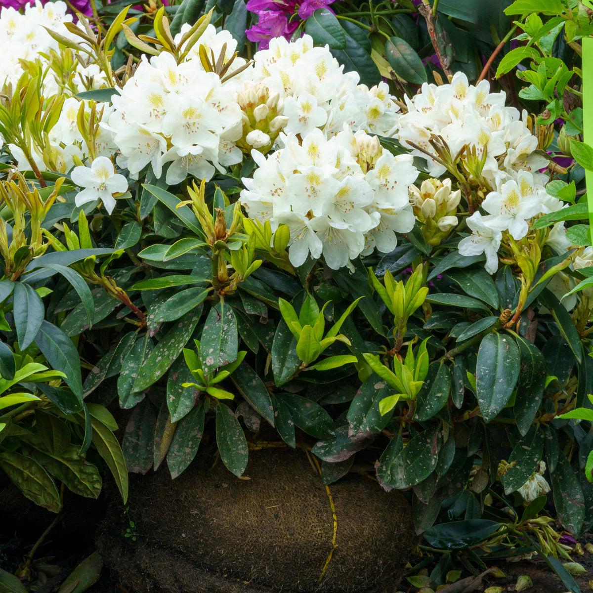 Rhododendron 'chionoides' - View 8 from www redcrocus com