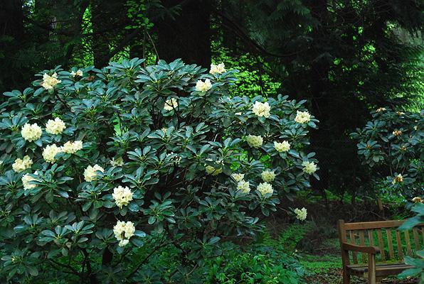 Rhododendron 'chionoides' - View 9 from www redcrocus com