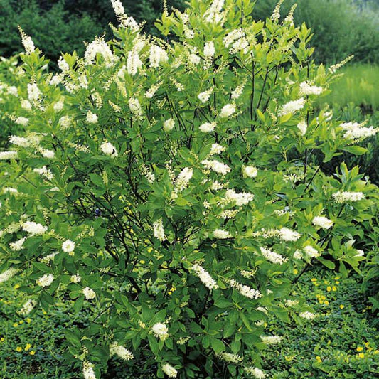 Clethra Alnifolia Hummingbird - View 10 from www redcrocus com
