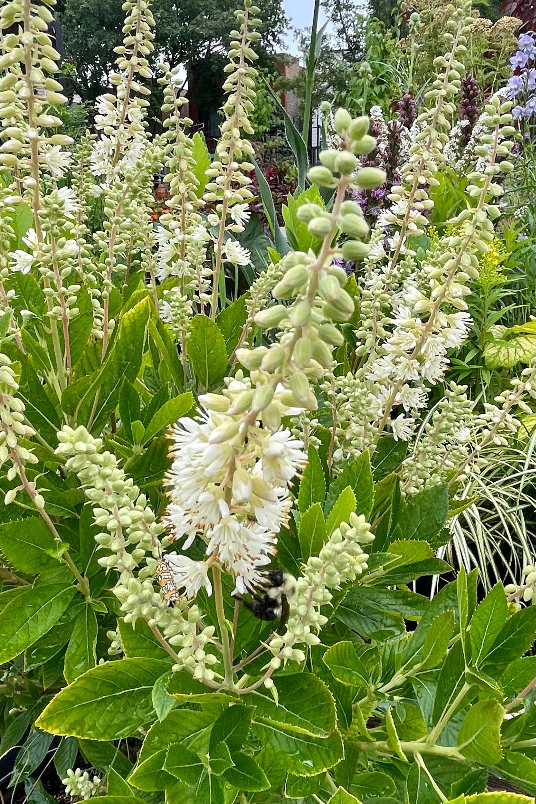 Clethra Alnifolia Hummingbird - View 6 from www redcrocus com