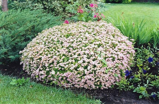 Spirea Japonica 'little Princess' - View 1 from www redcrocus com