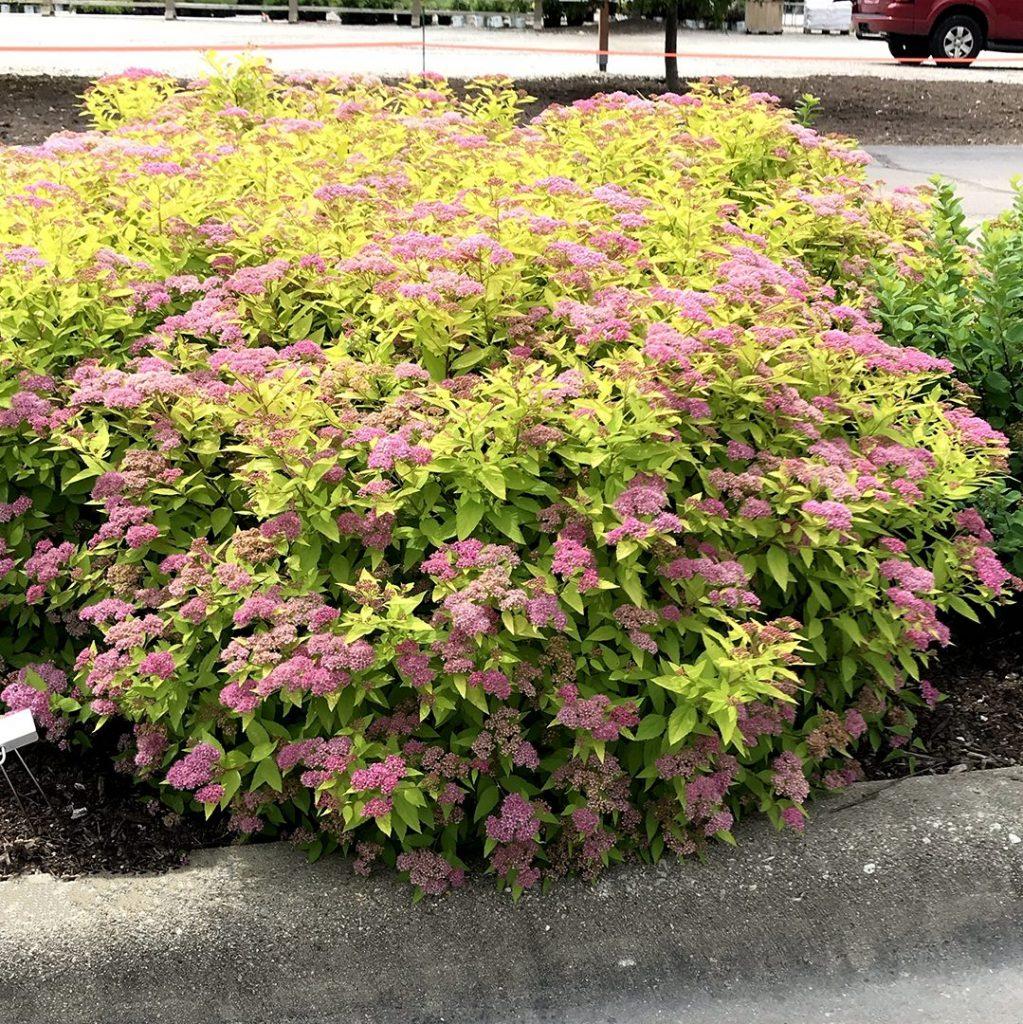 RedCrocus Goldmound Bumalda Spirea – Vibrant Golden Foliage & Pinkish-White Flowers, Easy Maintenance, Deer Resistant, Perfect for Borders & Foundation Plantings  3 Gallon